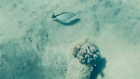 Rotmeerpreussenfisch (Dascyllus marginatus), https://www.meerwasser-lexikon.de/tiere/109_Dascyllus_marginatus.htm