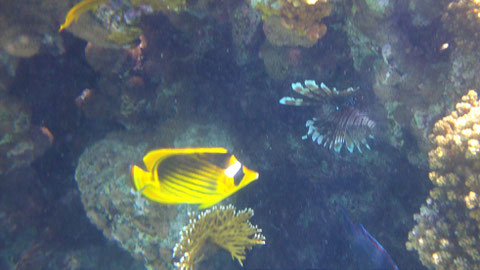 Tabak-Falterfisch Chaetodon fasciatus links (Feuerfisch r) - https://www.meerwasser-lexikon.de/tiere/470_Chaetodon_fasciatus.htm