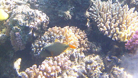 Orangestreifen-Drückerfisch Balistapus undulatus - https://de.wikipedia.org/wiki/Orangestreifen-Dr%C3%BCckerfisch