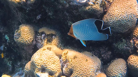 Rotkopf-Falterfisch Chaetodon larvatus Nr 127-09
