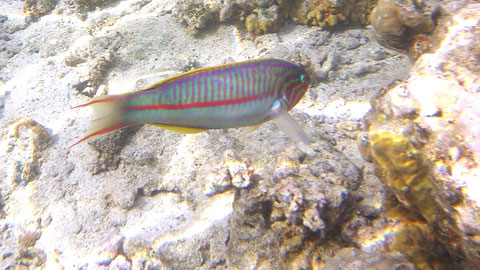 Klunzingers Junker auch Rüppels-Junker Thalassoma rueppellii - https://www.meerwasser-lexikon.de/tiere/2916_Thalassoma_rueppellii.htm
