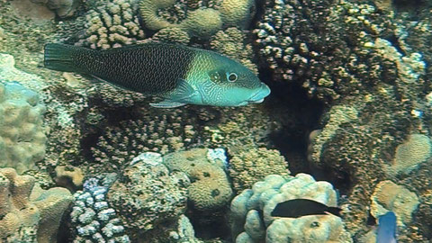 Schwarzaugen-Dicklipp-Lippfisch oder Halb-und-Halb-Lippfisch o Zweifarben-Bannerlippfisch ( Hemigymnus melapterus ) Nr 129-11