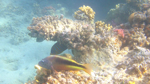 Gestreifter Korallenwächter Paracirrhites forsteri