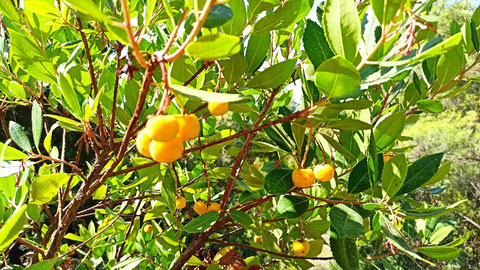 Gelbe Früchte am Erdbeerbaum