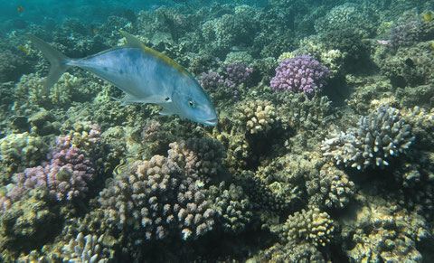 Ein ca. 60cm großer  Flecken-Pompano (trachinotus bailloni) 