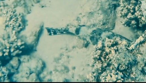 Krokodilfisch (Papilloculiceps longiceps)