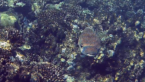 Igelfisch