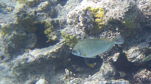 Brauner Kaninchenfisch, auch Dunkler Kaninchenfisch Siganus luridus - https://www.meerwasser-lexikon.de/tiere/3208_Siganus_luridus.htm