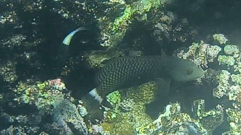 Brauner Bäumchenfisch Novaculichthys taeniourus Nr 148-30