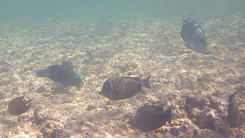 2. von links - Kugelkopf Papageienfisch 