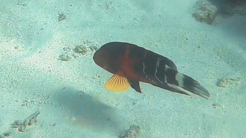Weißstreifen-Lippfisch (Cheilinus quinquecinctus) Nr 156-26-9