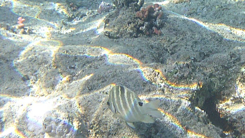Schwarzpunkt Feldwebelfisch, Blackspot Sergeant Abudefduf sordidus - https://www.meerwasser-lexikon.de/tiere/3938_Abudefduf_sordidus.htm