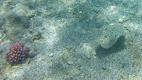 Moses-Seezunge Pardachirus marmoratus - https://www.fischlexikon.eu/fischlexikon/fische-suchen.php?fisch_id=0000000988