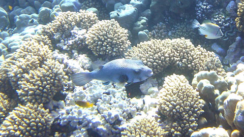 Riesenkugelfisch (Arothron stellatus), auch Stern-Kugelfisch - https://de.wikipedia.org/wiki/Riesenkugelfisch