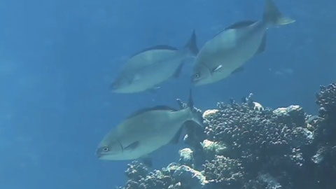 Dunkler Ruderfisch, Grauer Trommler Kyphosus bigibbus Nr 152