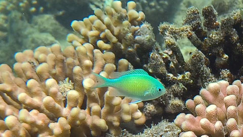 Grünes Schwalbenschwänzchen auch Grüner Riffbarsch (Chromis viridis) Nr 131-13
