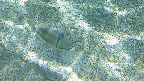 Picasso-Drückerfisch Rhinecanthus aculeatus - https://de.wikipedia.org/wiki/Picasso-Dr%C3%BCckerfisch
