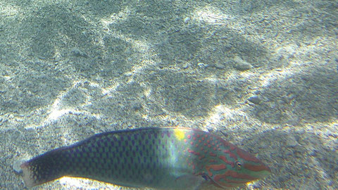 Schachbrett Junker Halichoeres hortulanus - https://www.meerwasser-lexikon.de/tiere/2552_Halichoeres_hortulanus.htm