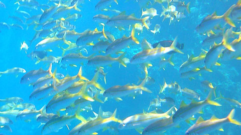 Ein Schwarm von Gelbschwanz-Meerbarben, auch Großschulen-Meerbarbe Mulloidichthys vanicolensis - https://www.meerwasser-lexikon.de/tiere/2779_Mulloidichthys_vanicolensis.htm