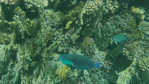 Rotmeer-Buckelkopf-Papageifisch (Chlorurus genazonatus) 