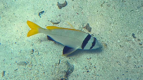 Zweibandbrasse auch Gelbflossendorade_Doppelband-Meerbrasse Acanthopagrus bifasciatus Nr 120-02