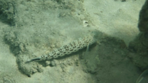 Dekor-Sandgrundel (Istigobius decoratus) 