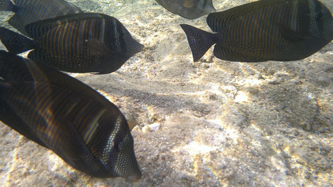 Brauner Segelflossen-Doktor Zebrasoma scopas - https://www.meerwasser-lexikon.de/tiere/519_Zebrasoma_scopas.htm