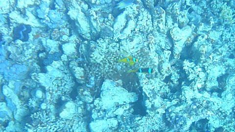 Da isser ja - und hat seine Frau auch noch mit dabei und links von der Anemonen Insel ist noch der Schwanz vom Kind zu sehen -     Weißstreifen-Anemonenfische  Amphiprion akallopisos