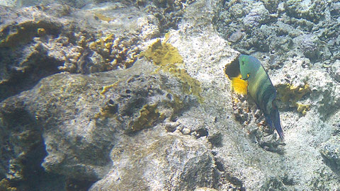Besenschwanz-Prachtlippfisch (Cheilinus lunulatus) - https://de.m.wikipedia.org/wiki/Besenschwanz-Prachtlippfisch