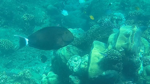 Mönchs-Doktorfisch Acanthurus gahhm 147-29 