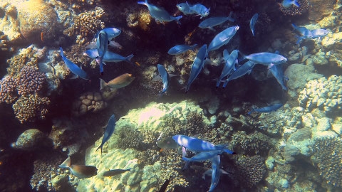 Himmelblaue Füsiliere