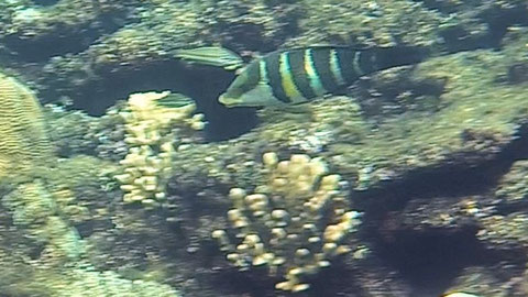 Streifen-Bannerlippfisch o Streifen-Dicklippen-Lippfisch ( Hemigymnus fasciatus ) Nr 135-17