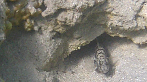 Steinitz Wächtergrundel (Amblyeleotris steinitzi) - https://www.meerwasser-lexikon.de/tiere/1232_Amblyeleotris_steinitzi.htm