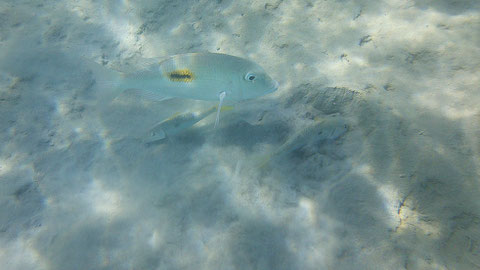 Schwarzfleck Straßenkehrer Lethrinus harak oben - Seitenfleck- bzw. Gelbstreifen- Meerbarbe  Mulloidichthys flavolineatus  unten