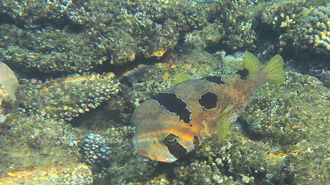 Masken-Igelfisch Diodon liturosus Nr 138-20