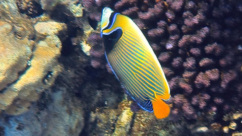 Imperator-Kaiserfisch (Pomacanthus imperator) Nr 130-12 