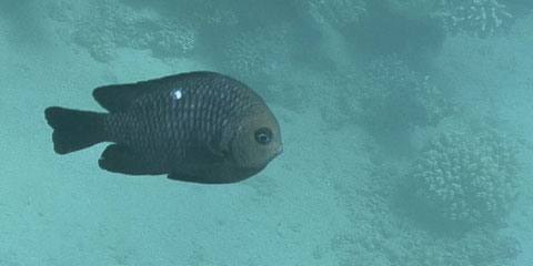 Dreifleck-Preußenfisch Dascyllus trimaculatus.jpg
