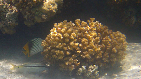 Fähnchen-Falterfisch (Chaetodon auriga) oben (Streifenbarbe u) - https://de.wikipedia.org/wiki/F%C3%A4hnchen-Falterfisch