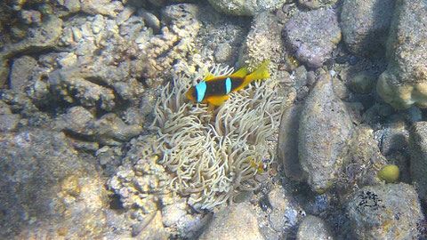 Orangeflossen-Anemonenfisch (Amphiprion chrysopterus) mit Nachwuchs - https://de.wikipedia.org/wiki/Orangeflossen-Anemonenfisch