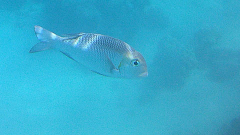 Großaugen-Schnapper, auch Großaugen-Straßenkehrer Monotaxis grandoculis - https://www.meerwasser-lexikon.de/tiere/2703_Monotaxis_grandoculis.htm