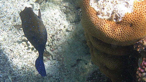 Blauschwanz-Kofferfisch (Ostracion cyanurus), auch Arabischer Kofferfisch, Rotmeer-Kofferfisch - https://www.meerwasser-lexikon.de/tiere/3351_Ostracion_cyanurus.htm