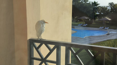 Ein Zaungast auf dem Balkon
