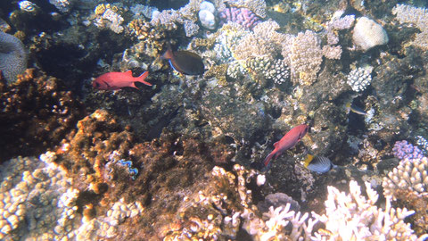 2 Weißsaum Soldatenfische (das sind die roten Fische...), 1 Fähnchenfalterfisch (rechts unten) und ein??? 