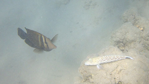 Schwanzfleck-Sandbarsch (unten) Parapercis hexophtalma  und  Indischer Segelflossendoktor  Zebrasoma desjardinii