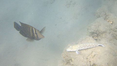 Schwanzfleck-Sandbarsch (unten) Parapercis hexophtalma (und Indischer Segelflossendoktor Zebrasoma desjardinii) - https://www.meerwasser-lexikon.de/tiere/1313_Parapercis_hexophtalma.htm