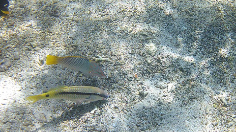 Forsskals Barbe (unten) auch Rotmeer-Barbe (Parupeneus forsskali) - https://www.meerwasser-lexikon.de/tiere/1165_Parupeneus_forsskali.htm und Schachbrett-Junker (oben)
