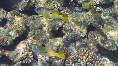 Schwarzflecken Schnapper Lutjanus fulviflamma Nr 149