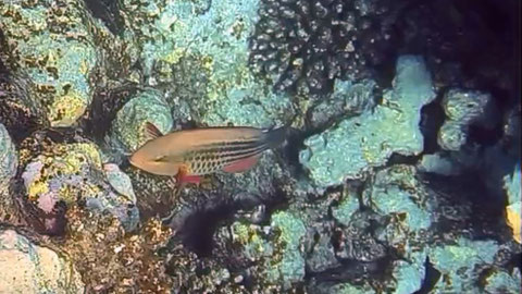 Grünbürzel-Papageifisch (Scarus frenatus) Nr 119 IP - 26-9