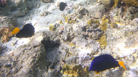 "Dori" - Blauer Segelflossendoktor (Zebrasoma xanthurum), auch Rotmeer-Doktorfisch oder Gelbschwanz-Segeldoktorfisch - https://de.m.wikipedia.org/wiki/Blauer_Segelflossendoktor
