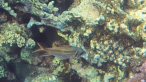 Silberflossen-Husarenfisch Neoniphon argenteus Nr 128-10
